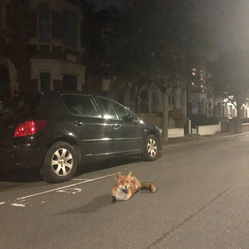 london,fox
